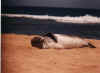 Hawaiian Monk Seal on beach