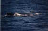 humpbackwhale.jpg (41188 bytes)
